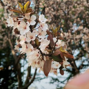 Leon Bloom-Bloom 盛开 （唠里克斯 remix）
