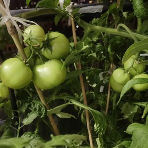 孤独(神秘来电)