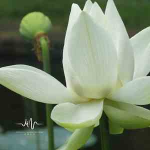 回烟雨 (古琴瑜伽)