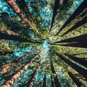 幻梦丛林第三章