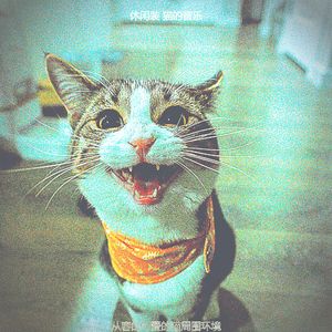 柔和的小猫时刻