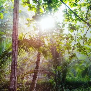 La Energía De La Jungla