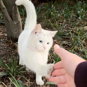 枯木逢春（相逢的人会再相逢）（翻自 向思思）