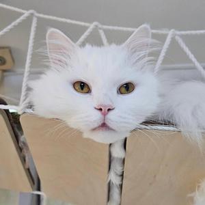 꾹꾹이송