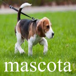 mascota