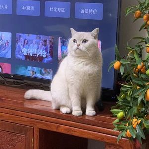 如果可以再见你