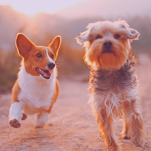 Delightful (Dog Anxiety)