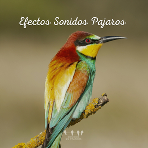 Efectos Sonidos Pajaros (29)