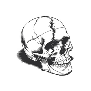 Skull Cracked