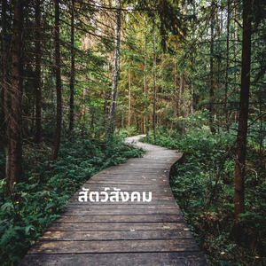 สัตว์สังคม