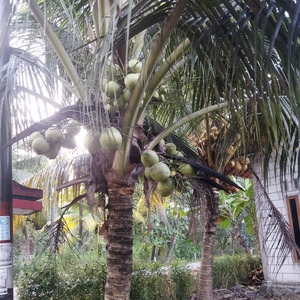 Waddili Salami (Acoustic)