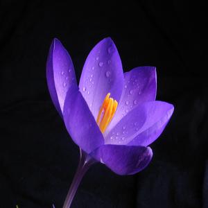 Lujuria