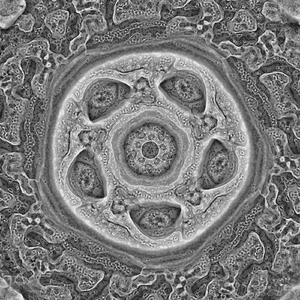 Eight Tantric Deities Difficult to Propitiate