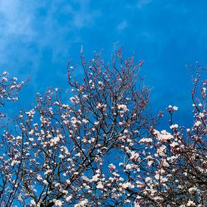 The Rowan Tree (feat. Flavius Ursache & Scott Richardson)