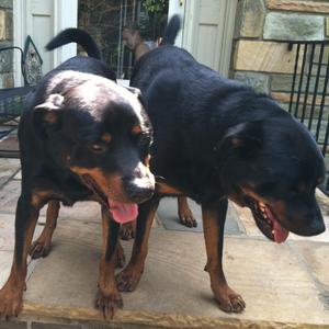 Run the Red Light (Coda)