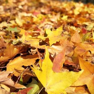 落枫（prod by FRESH_ye）