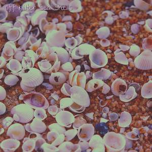 Off-kilter Sea Shells