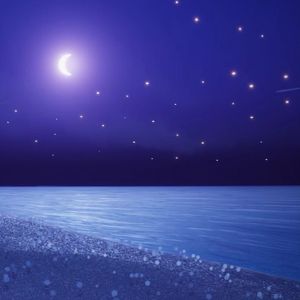 Merry Christmas Mr.lawrence光遇雨林版