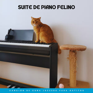 Siestita Para Gatitos