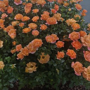 “删掉你，是我唯一能主动的事”