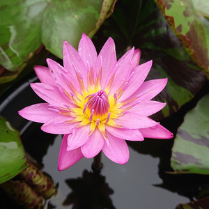 「希望の花束」