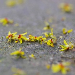 百花落