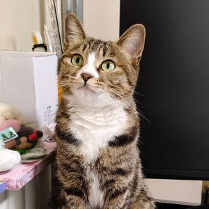 小猫咪勇战怪兽