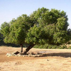 שלוש משפחות