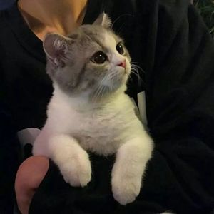 星茶会（钢琴版）