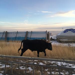 呼和浩特的冬天