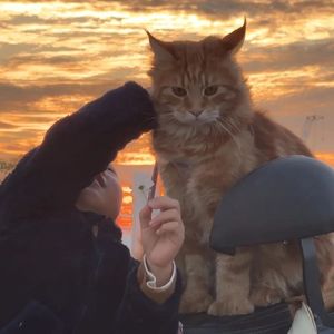 为情所伤(1.2x）