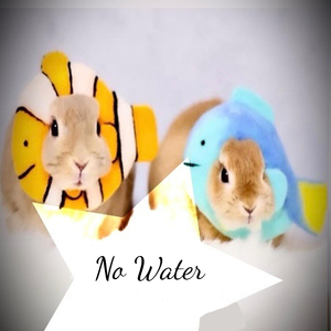 No Water