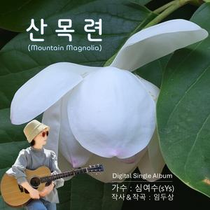산목련(Mountain Magnolia)