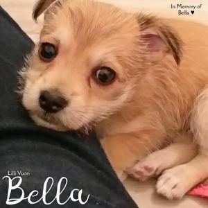 Bella