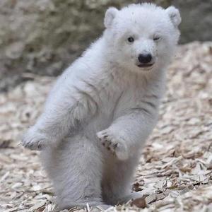 Melody(Live（翻自 青春有你2）