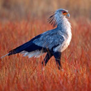 杀死那个石家庄人（cover）