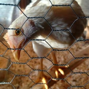 Glitch In The God Code