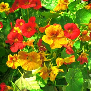 Limelight.wav (feat. Beckam)