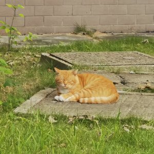 在阳光下打个哈欠