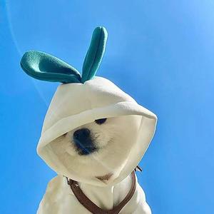 养猫