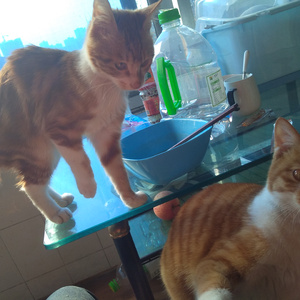 不如就收回你的奉劝（Cover 薛凯琪）