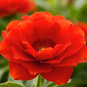 Ты моя радость