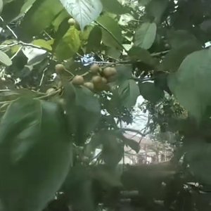 暧昧时光里的珊