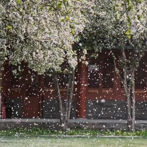 봄의 크리스마스