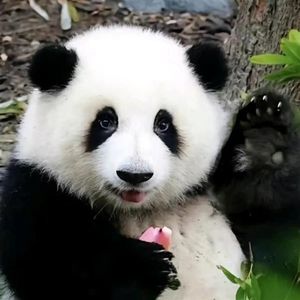 日光恋曲
