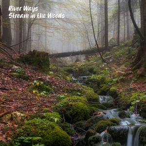 Stream in the Woods