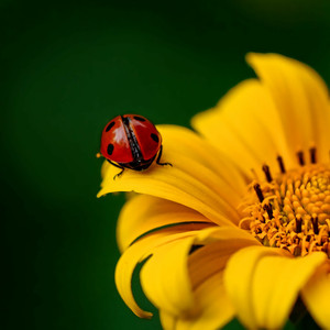 Ladybug