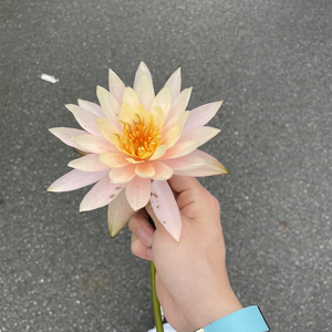 极昼边缘的星冕