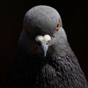 Cinq petit oiseaux (feat. Gil)