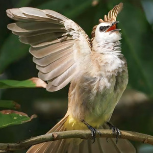 Trucukan Gacor Ropel Panjang Petarung